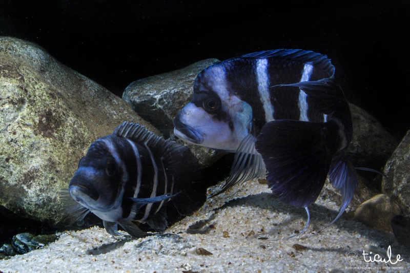 Cyphotilapia gibberosa 'Mtoto'